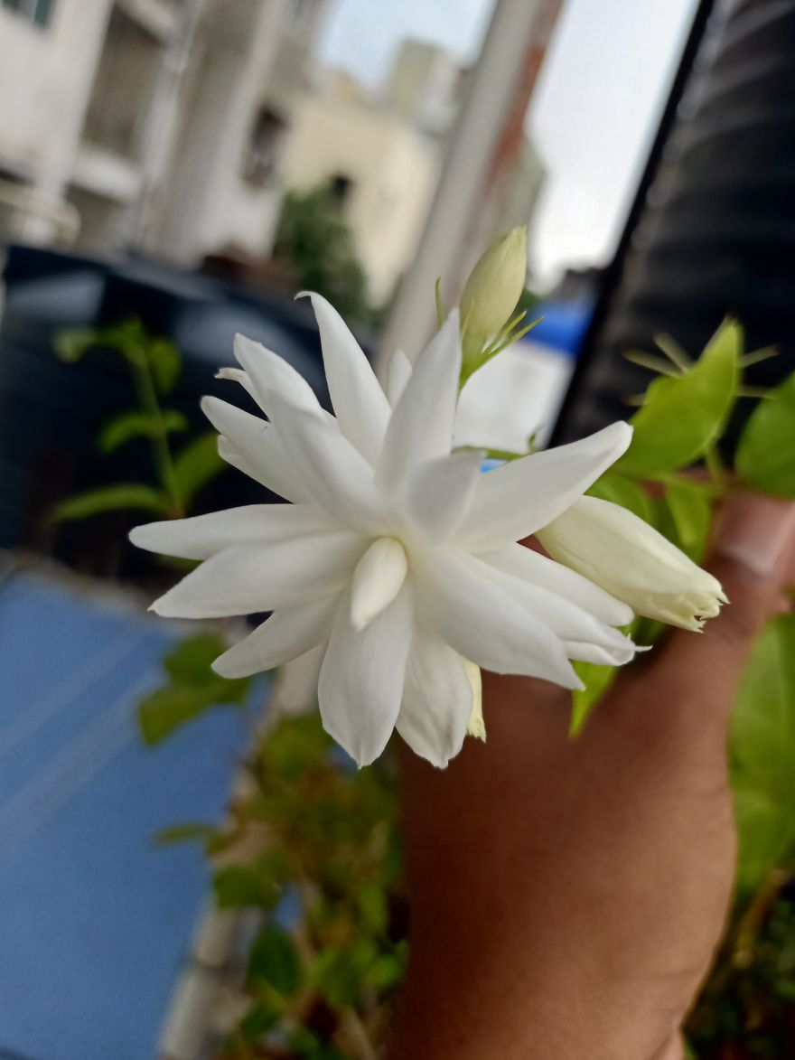 Terrace Garden
