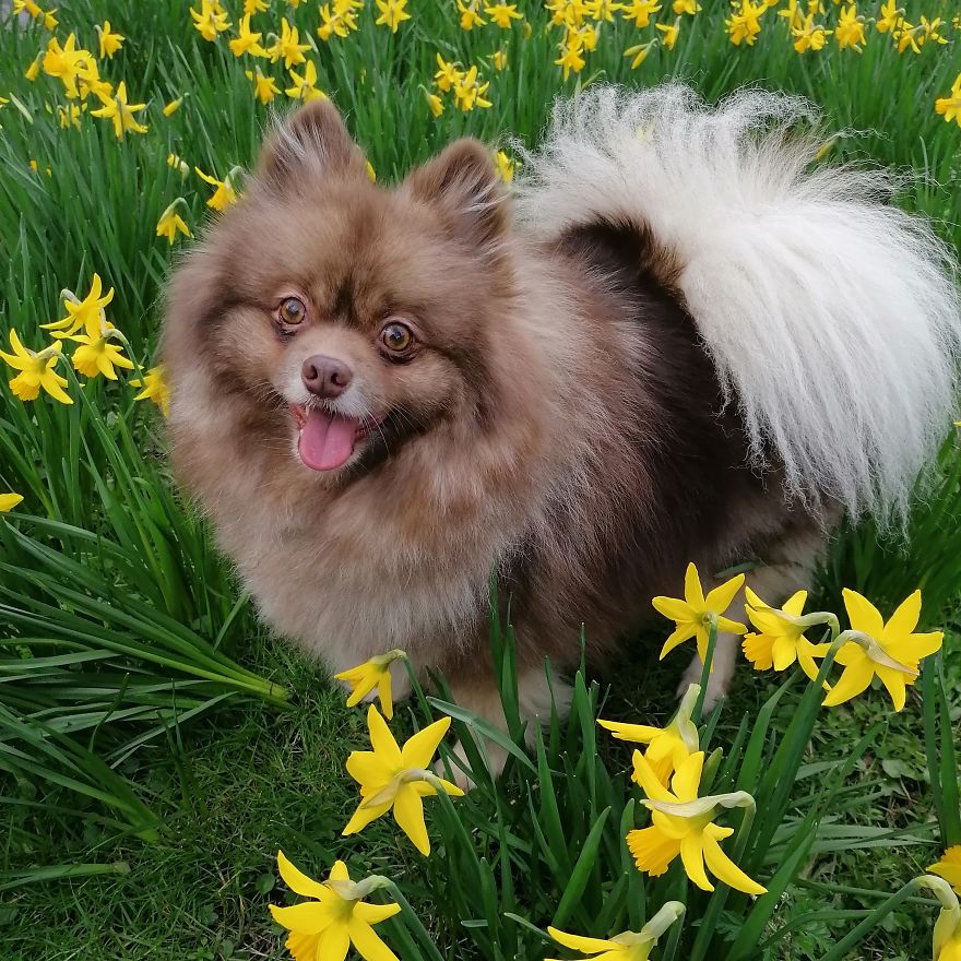 This Is My Dog Phoenyx This Is My Dog Phoenyx