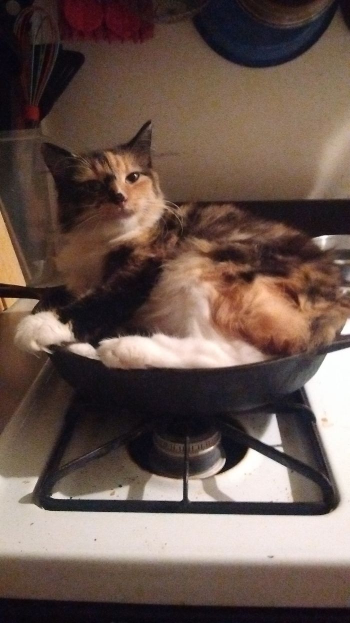 My Cat Chrissy Was In The Frying Pan, Thankfully It Wasn't Turned On