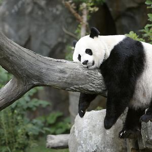 The Lazy Panda