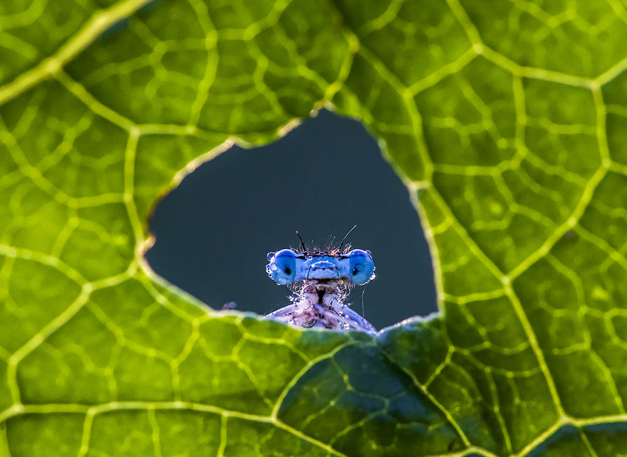 My Quest For Special Damselfly Photos