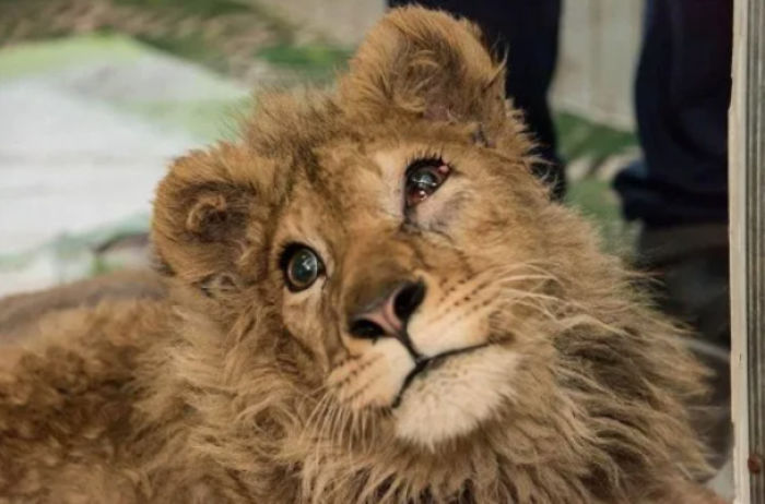 Rescatan a un cachorro de león que tenía las patas rotas para que los turistas se fotografiaran con él