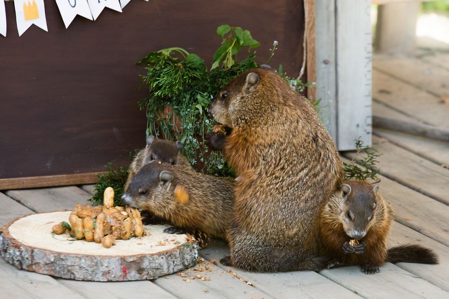 I Photographed A Mama Groundhog Stealing Cake Designed For Squirrels