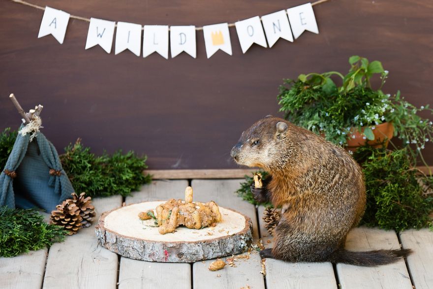 I Photographed A Mama Groundhog Stealing Cake Designed For Squirrels