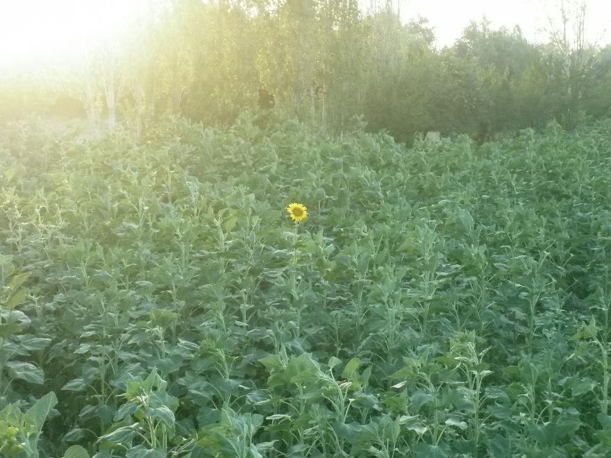 Lone Sun Flower In Marand