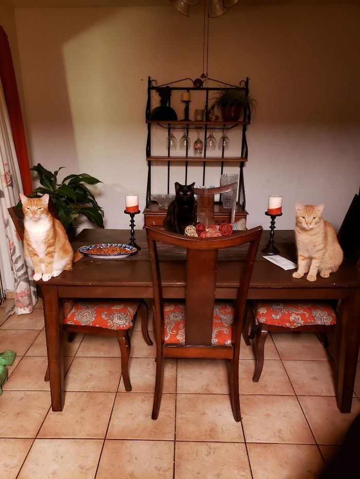 My Cats Social Distancing While Dining.