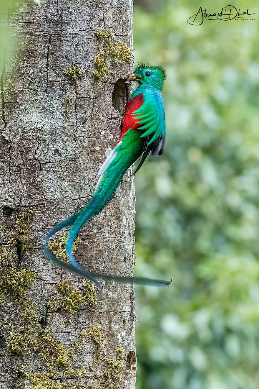 Resplendent Quetzal- The Most Beautiful Bird I Have Seen In My Life