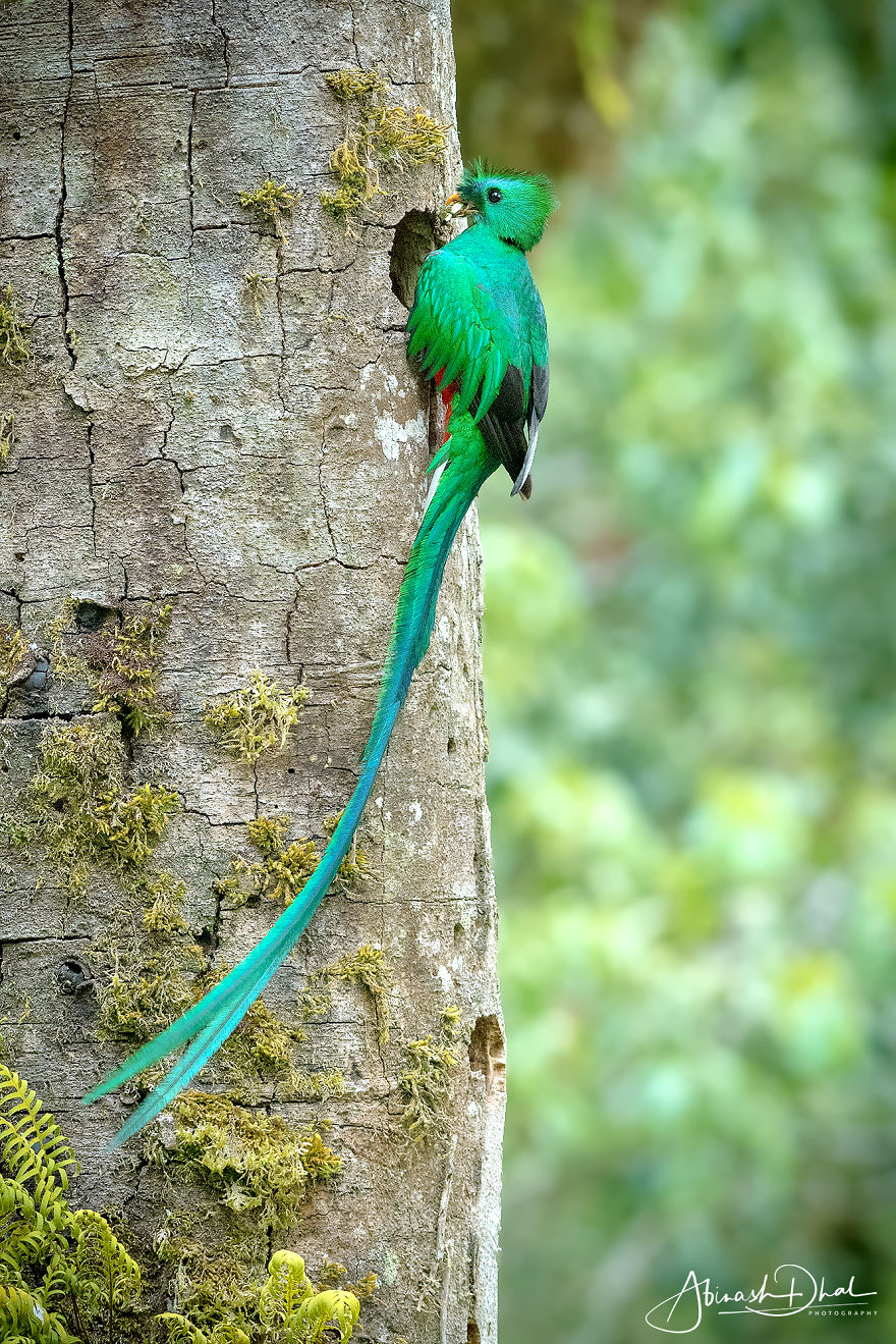 Resplendent Quetzal- The Most Beautiful Bird I Have Seen In My Life