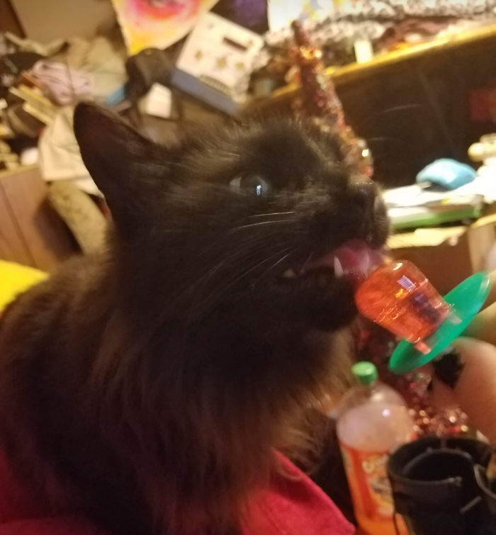 Shadow Absolutely Loves Sugar Candies