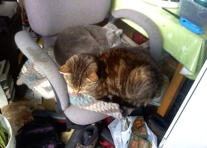 They Hated Each Other, But That Wasn't Going To Stop Him From Being In The Chair Too