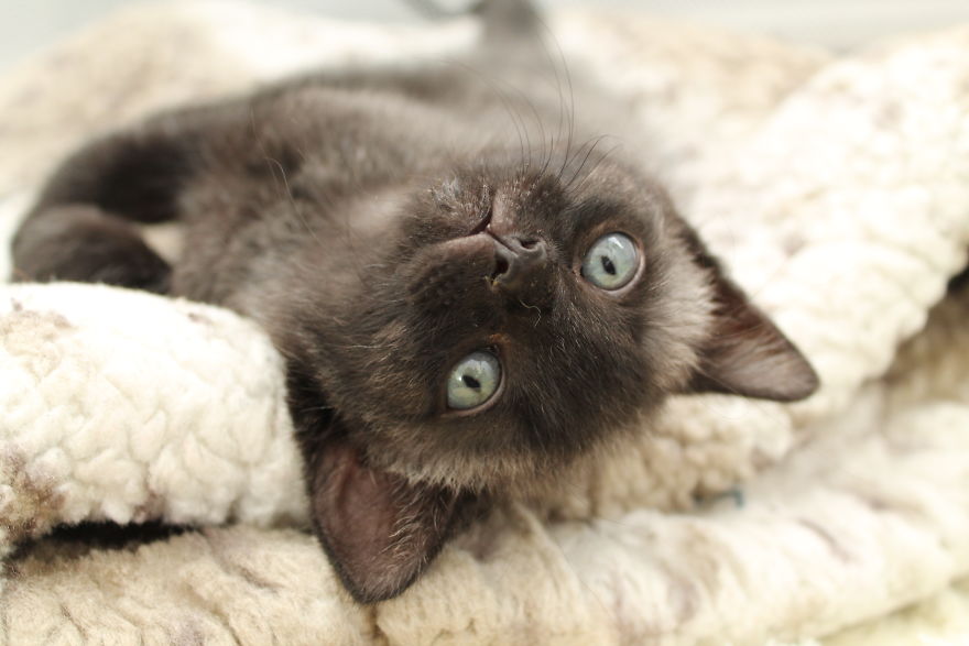 Second Tale For Rescued Kitten Second Tale For Rescued Kitten