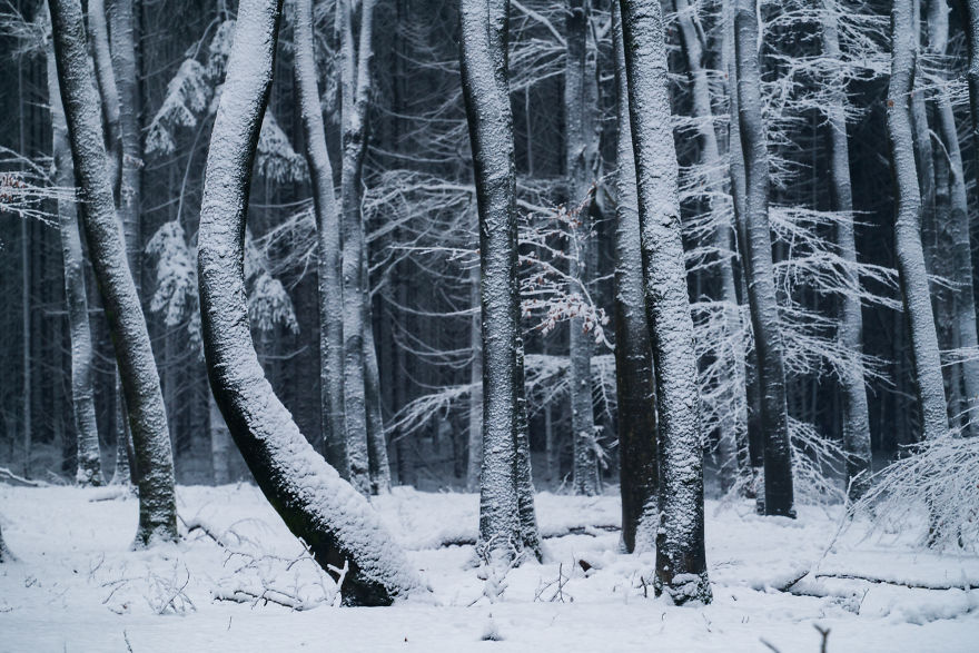 I Photographed The Same Forest For 7 Years During All Seasons