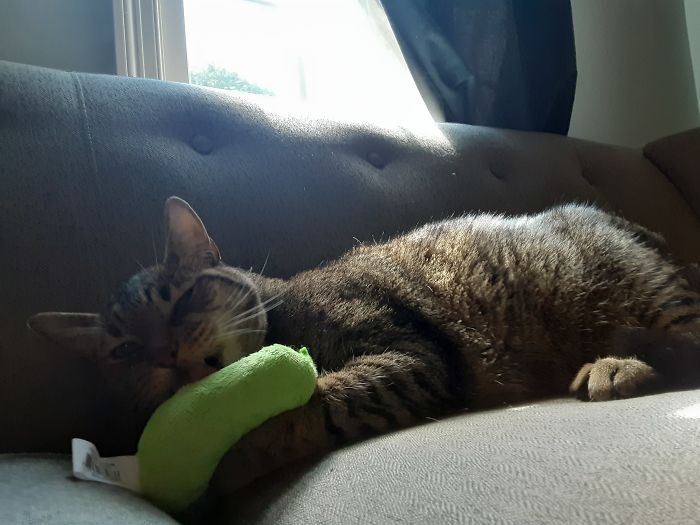My Cat Tai Tai's With His Addictive Catnip Pickle Toy