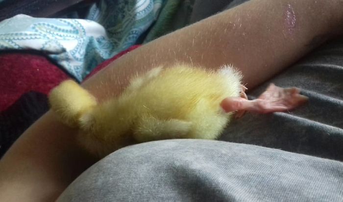 Woman Hatches 3 Cute Ducklings From Supermarket Eggs
