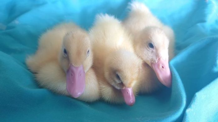 Woman Hatches 3 Cute Ducklings From Supermarket Eggs