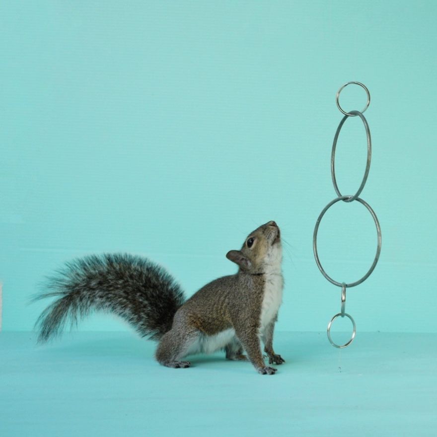 The Rings