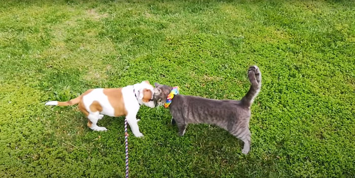 The Sad Goodbye Between Cat And Puppy Best Friends After Puppy Finds Forever Home