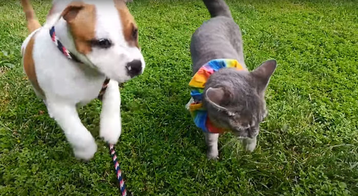 The Sad Goodbye Between Cat And Puppy Best Friends After Puppy Finds Forever Home