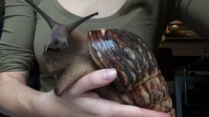 This Is An African Giant Land Snail. These Snails Can Grow To Approx 7-8 Inches (17-20cm’s)