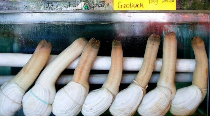 Now, Now, Get Your Head Out Of The Gutter. This Is An Innocent Geoduck Clam