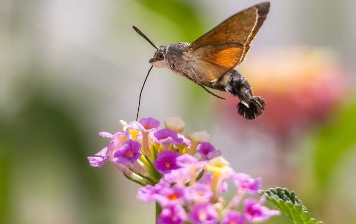Is It A Bird? Is It A Plane? No. It’s A Hummingbird Hawk Moth. As You Can Probably Tell It Kind Of Looks Like A Hummingbird Hence The Name