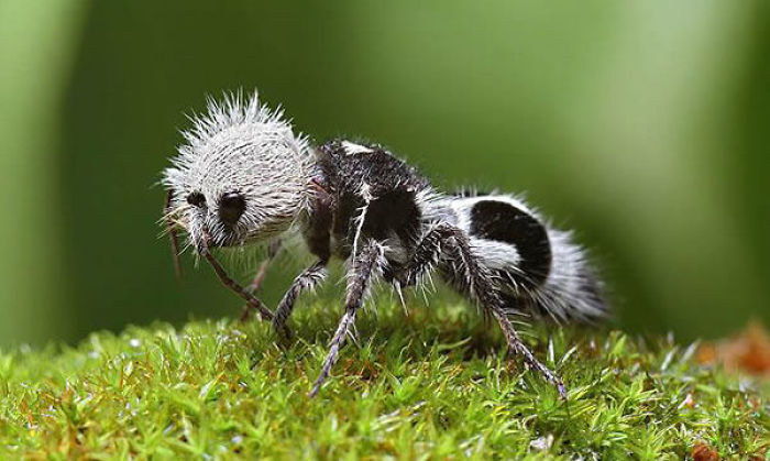 Despite The Name ‘Panda Ant’ It Is In Fact Not An Ant But A Chilean Wasp. It Is Mainly The Females That Are Wingless And Look Like Ants. The Females Also Have A Stinger That Can Pack A Punch