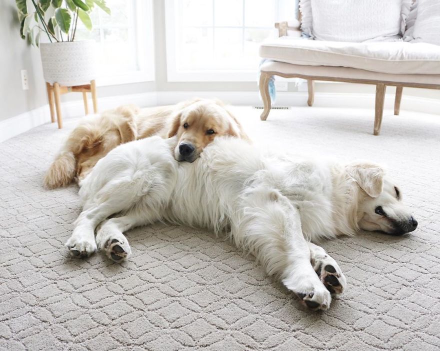 These Adorable Dogs Love Using Each Other As Pillows (26 Pics)