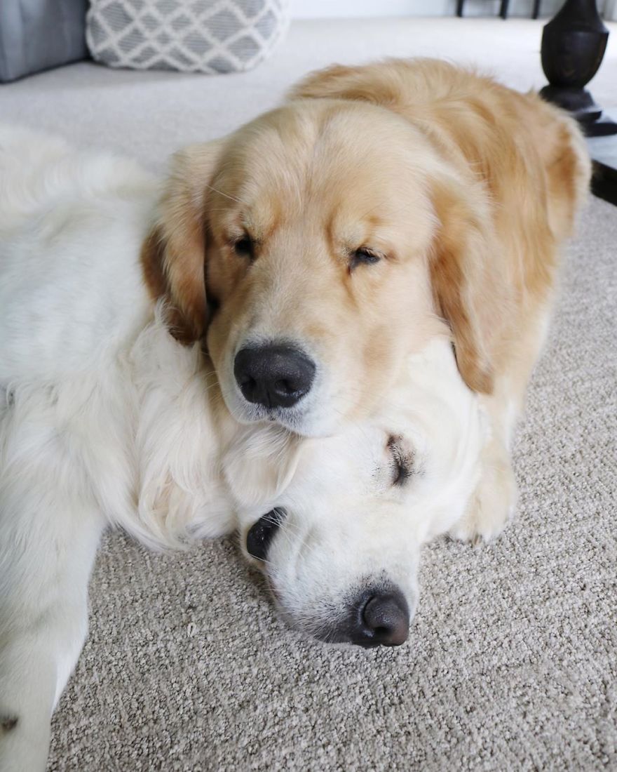 These Adorable Dogs Love Using Each Other As Pillows (26 Pics)