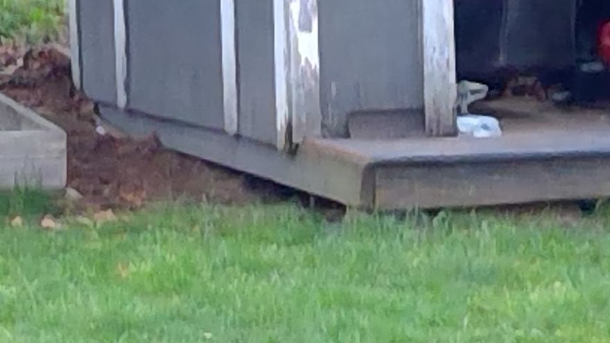 I Found A Family Of Raccoons Living Under My Shed.