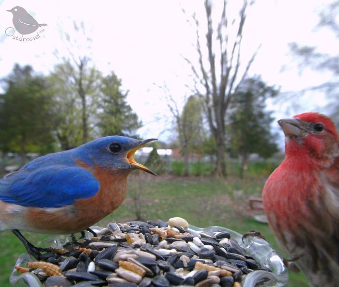 Woman Sets Up A Feeder Cam In Her Yard And The Photos Are Extraordinary (30 New Pics)