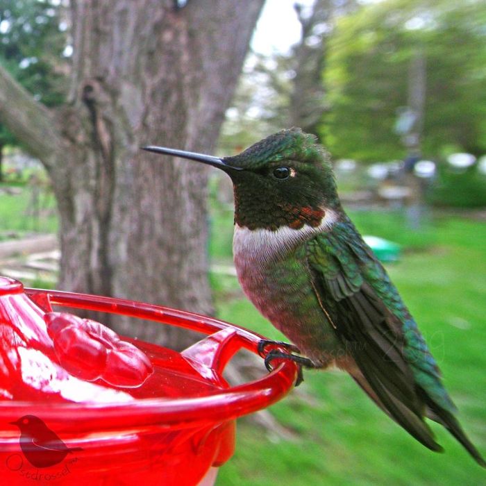 Woman Sets Up A Feeder Cam In Her Yard And The Photos Are Extraordinary (30 New Pics)