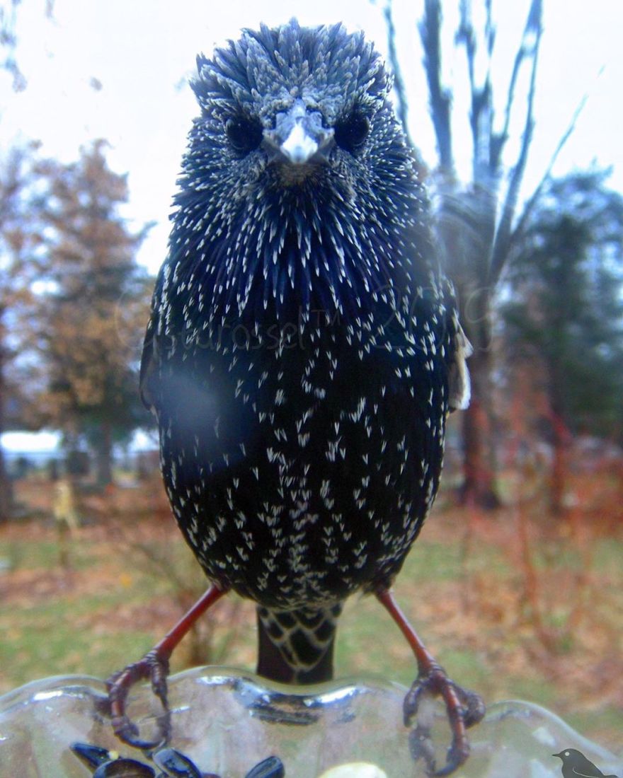 Woman Puts "Camera Trap" In Her Backyard And Gets Amazing Shots Of Birds And Other Animals (New Pics)