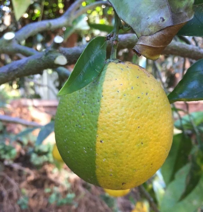 Is It A Lemon, Is It A Lime? It’s A Limon. Seriously Though It Is A Lemon Where One Side Has Received More Sunlight Than The Other