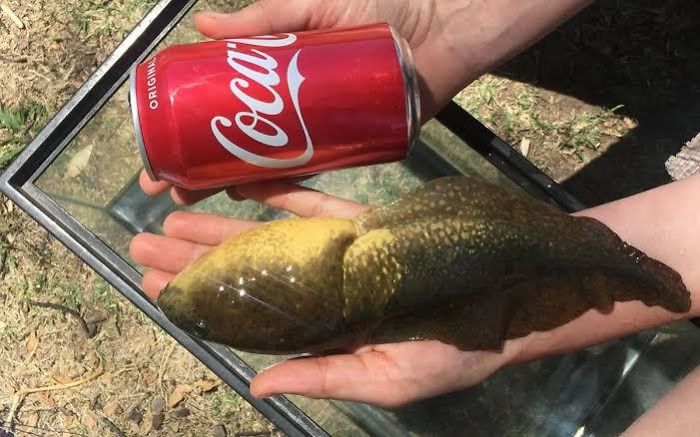 This Bullfrog Tadpole Named ‘Goliath’ Grew To 10 Inches Long When Usually They Reach Approx 5-6 Inches. Sadly It Died Last Year Presumably From Complications Of It’s Size