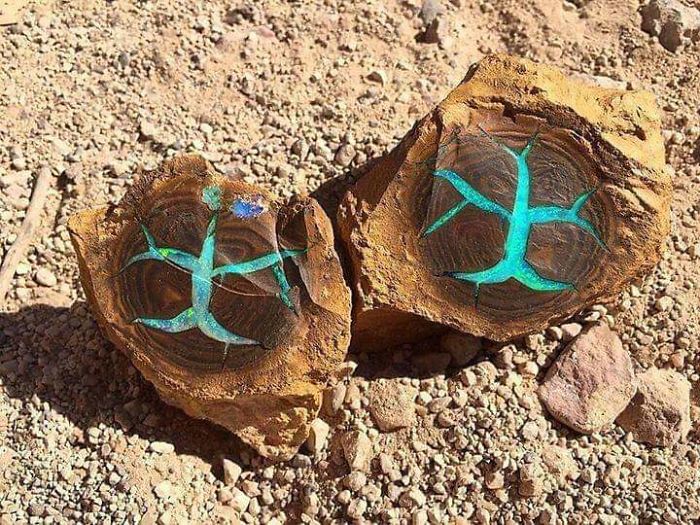 Turquoise Opal Was Discovered Inside This Petrified Wood, Found In Queensland Australia