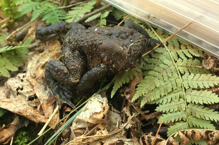 This Poor Toad Was Found With No Face. It Is Believed It Just Woke Up From Hibernation Where A Flesh-Eating Toad Fly Larvae Ate It’s Face. It Was Found Jumping Into Things