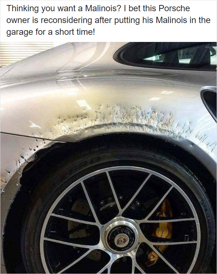 Don’t Leave Your Malinois With Your Porsche