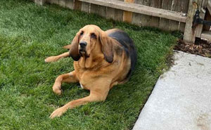 Rescue Dog That Never Had His Own Yard Gets A Surprise When His New Parents Build Him One