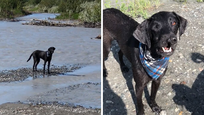 After A Successful Surgery, This Black Lab Born With A Cleft Lip And Cleft Palate Can Finally Enjoy Playing In Water