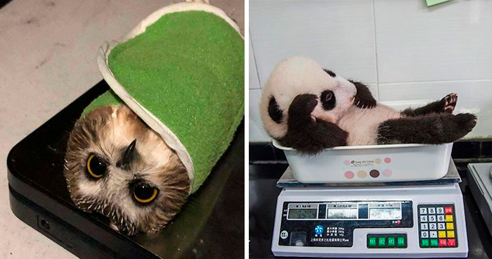 41 Tricks Animal Care Workers Use For Weighing Different Animals
