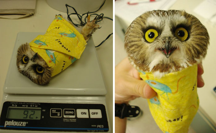 41 Tricks Animal Care Workers Use For Weighing Different Animals