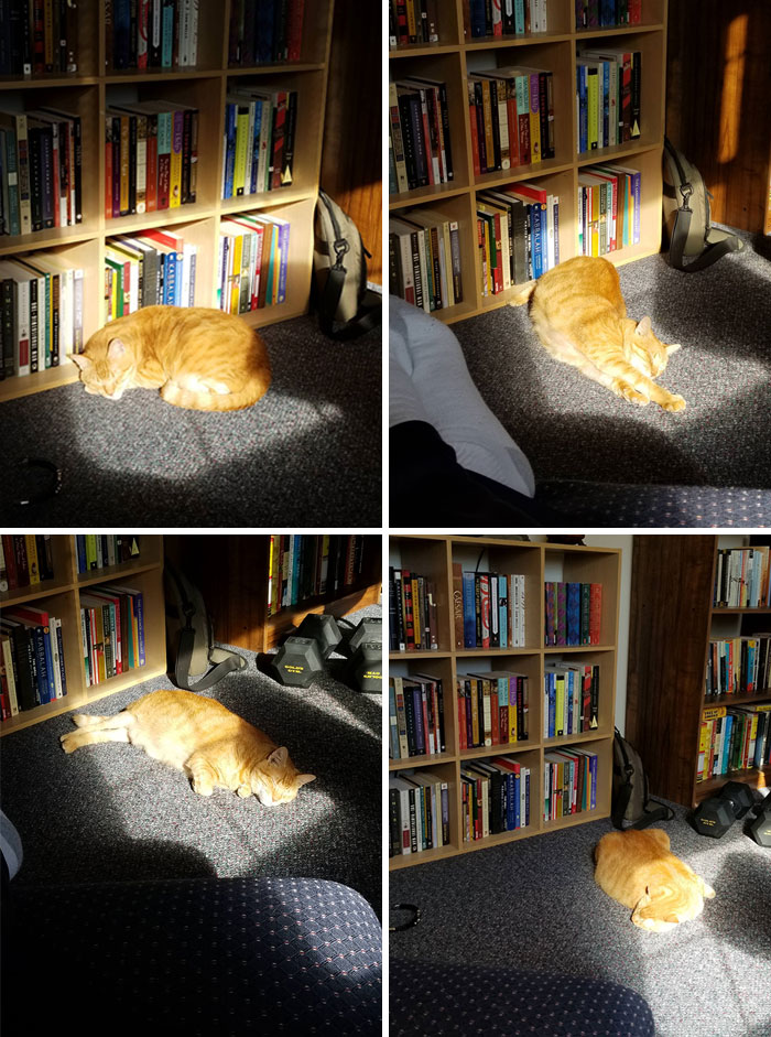 I Sat Reading For A Few Hours This Morning And Tracked My Cat's Slumber In The Sunshine