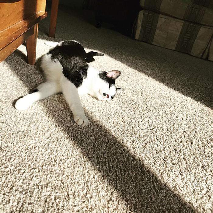 Happy Toby stretches