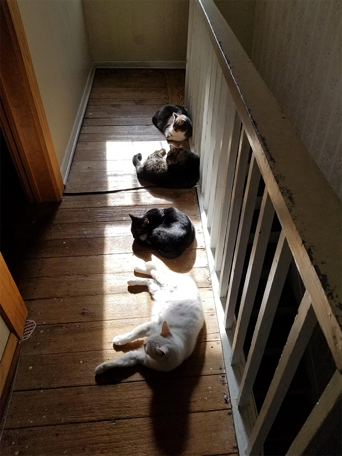 Just All My Cats Sunbathing