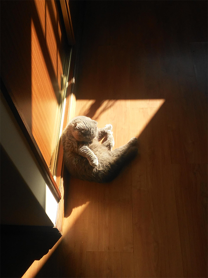 My cat sunbathing