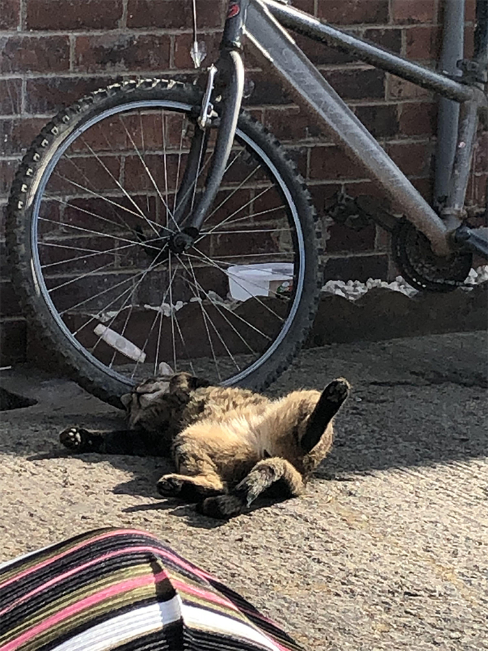 Anyone else’s cat sunbathe like this?