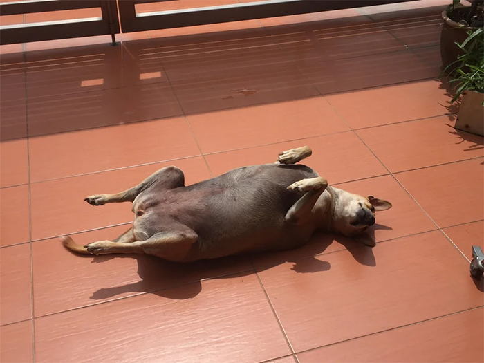 My aunt’s dog loves to sunbath like this. Reminds me of a Rotisserie chicken