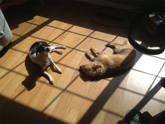 Just my dogs sunbathing
