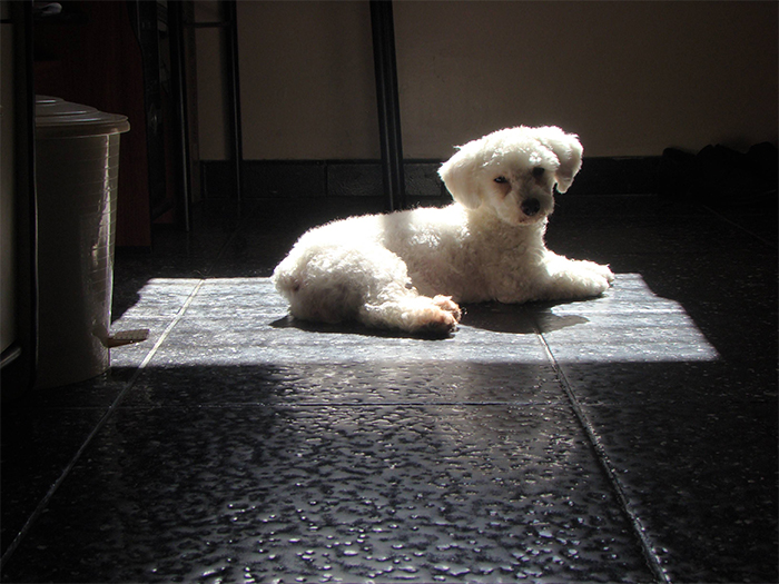 I finally could take pictures of my little dog sunbathing, she does this all the time.