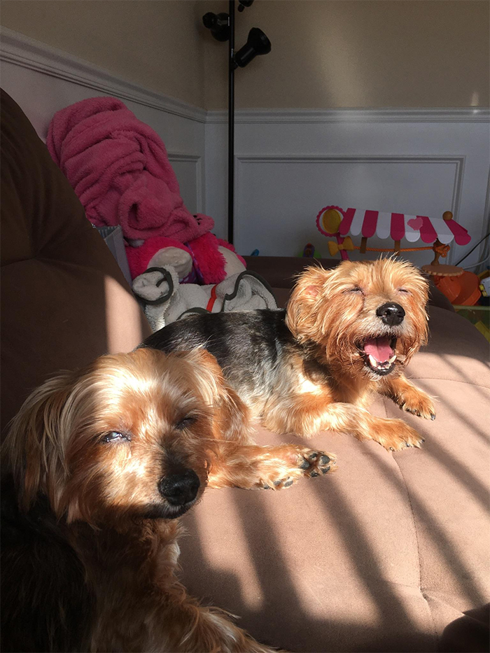 Wife took a picture of the dogs sunbathing